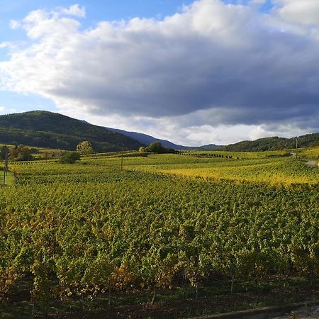 Cocon De Caractere Au Coeur Des Vignes Alsaciennes Leilighet Bergheim Eksteriør bilde