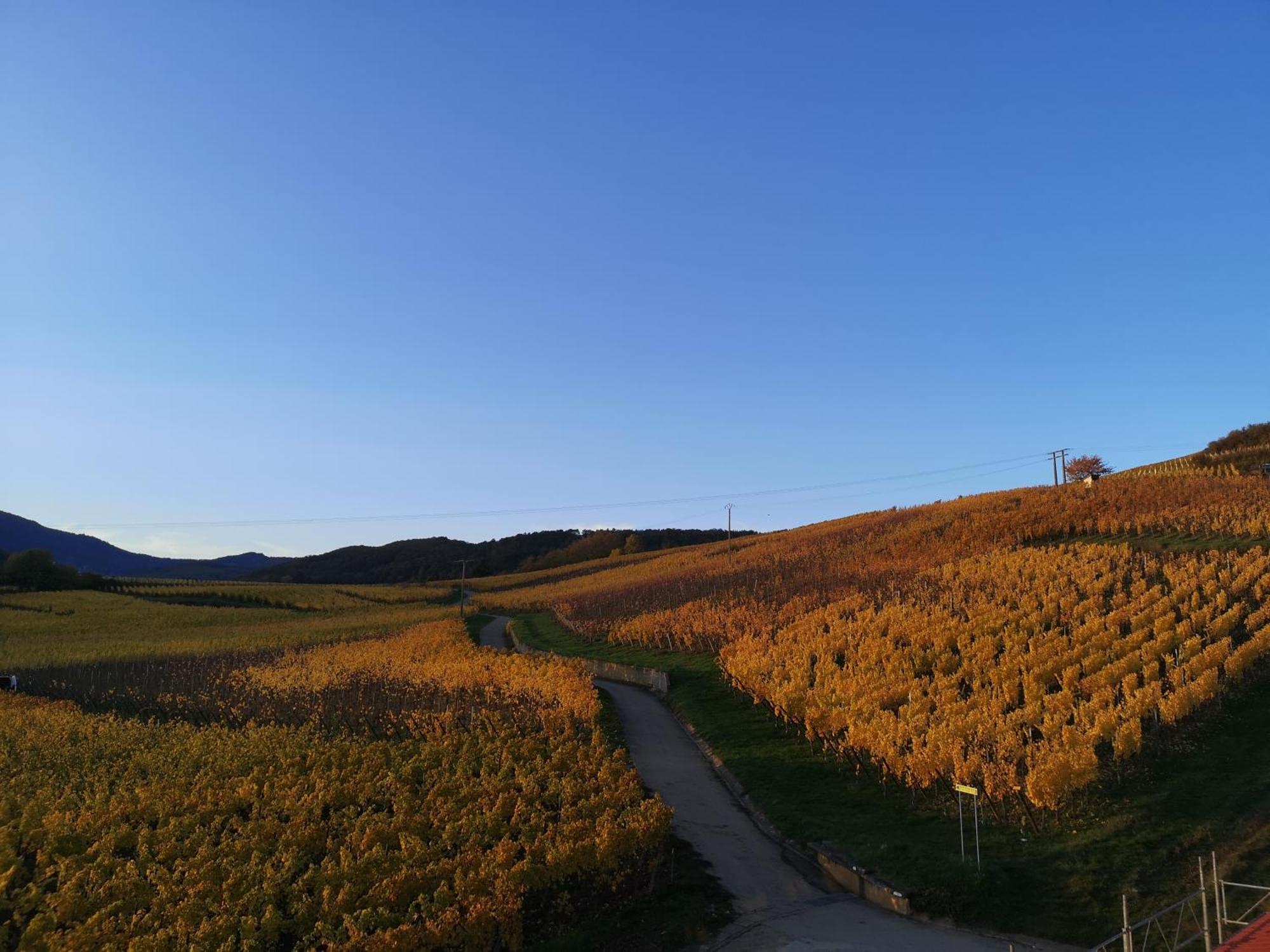 Cocon De Caractere Au Coeur Des Vignes Alsaciennes Leilighet Bergheim Eksteriør bilde