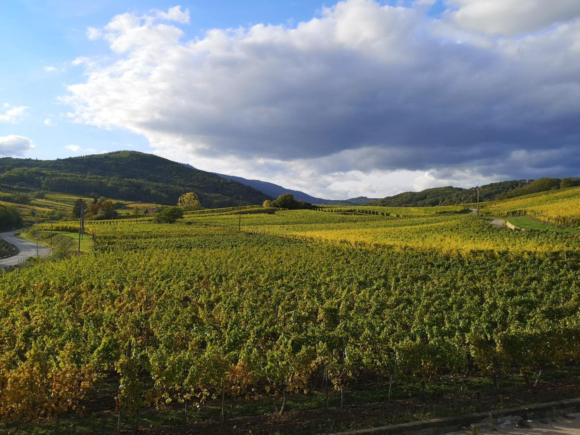 Cocon De Caractere Au Coeur Des Vignes Alsaciennes Leilighet Bergheim Eksteriør bilde
